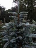       (Picea pungens Glauca)   .